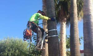 trabajos de poda en altura