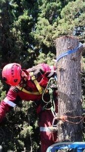 Poda trabajos verticales